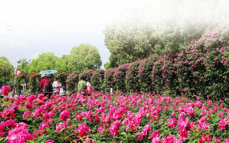 õ�廨��ʢ�� ����(j��ng)���