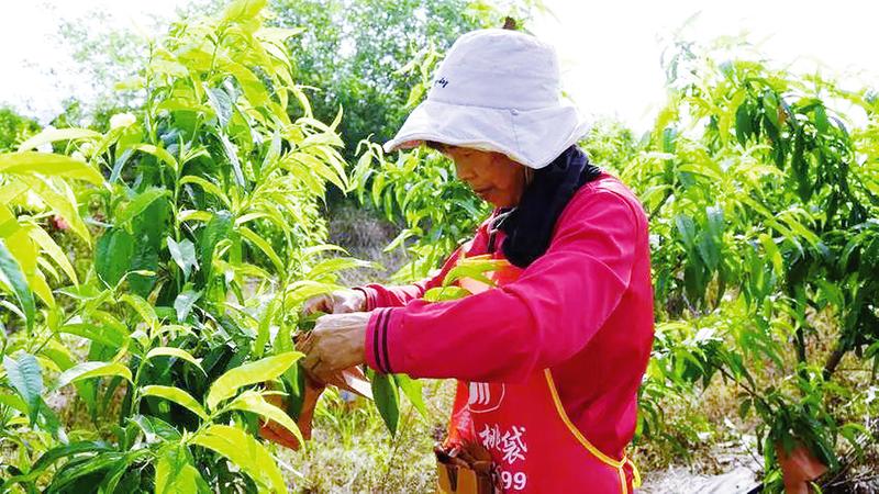 ��ɽ�(zh��n)�pկ�塪�� ��󴡰�����¡� ���r(n��ng)�״�æ