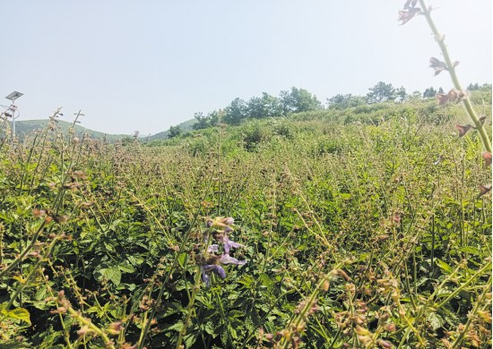 �����Nֲ���¸�����ˎ�� �����Vˮ��ʮ��ֵ����A����ˎ�ķNֲ����Ҋ