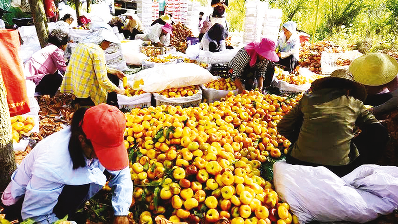 ��ɽ�(zh��n)�pկ���������ҝM�@�á��S����