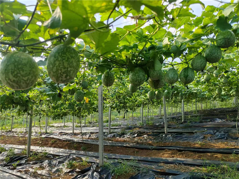 ��̶�(zh��n)����ɽ�壺�����S������(d��ng)�r(sh��)���l(xi��ng)�����dչ����