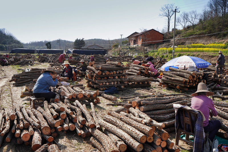 ��ɽ�(zh��n)���_��������˰l(f��)չ��ɫ�Nֲ�Ŀ