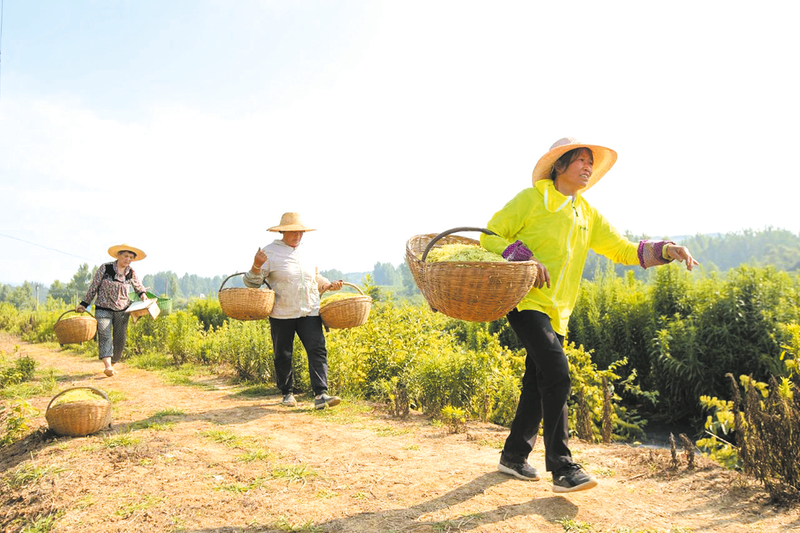 �S�h�߳��(zh��n)�� ����ľ���ɽ� ˎ��䁾����d·