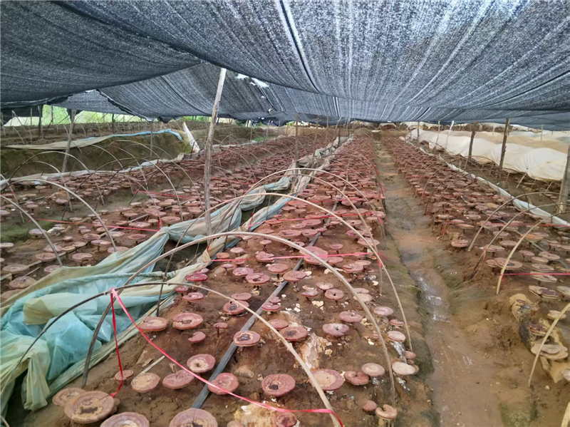 ����܊��÷����������`֥�a(ch��n)�I(y��)���΄�(chu��ng)�I(y��) Ӳ�h���N������������