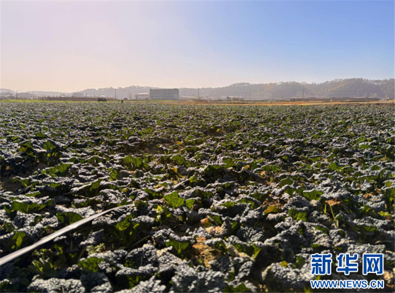 �����A�W(w��ng)�������S�ݣ�һƬ����һ��� һ�����׷N�����d������롱